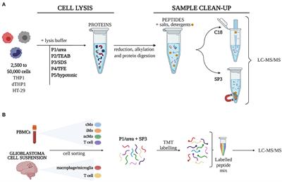 Quantitative proteomics of small numbers of closely-related cells: Selection of the optimal method for a clinical setting